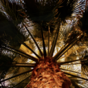 Member avatar